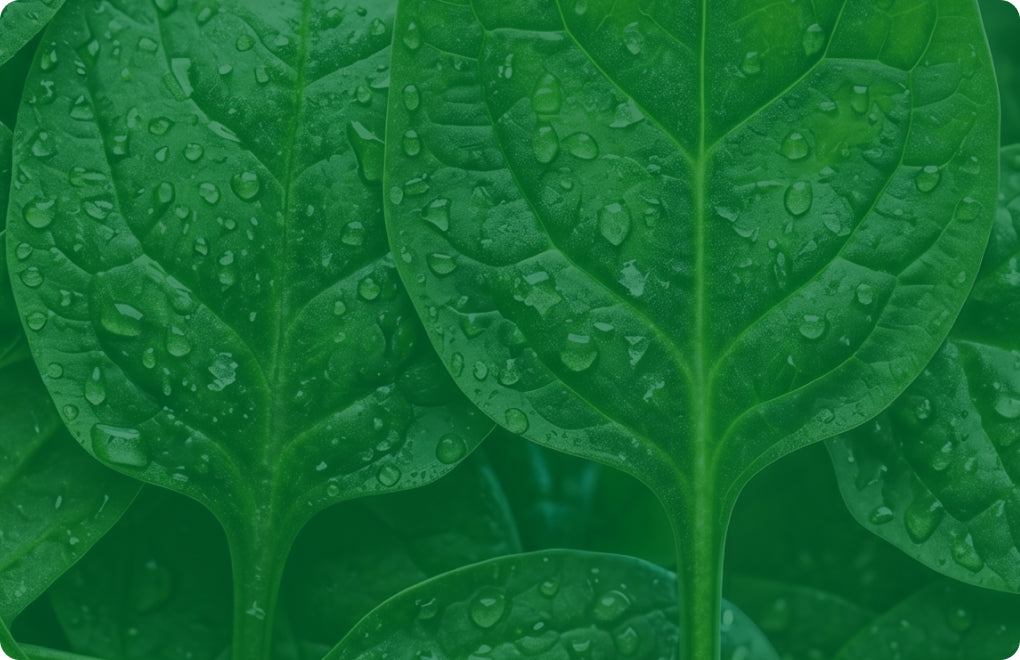 Calcium alfa-ketoglutarát (Ca-AKG)